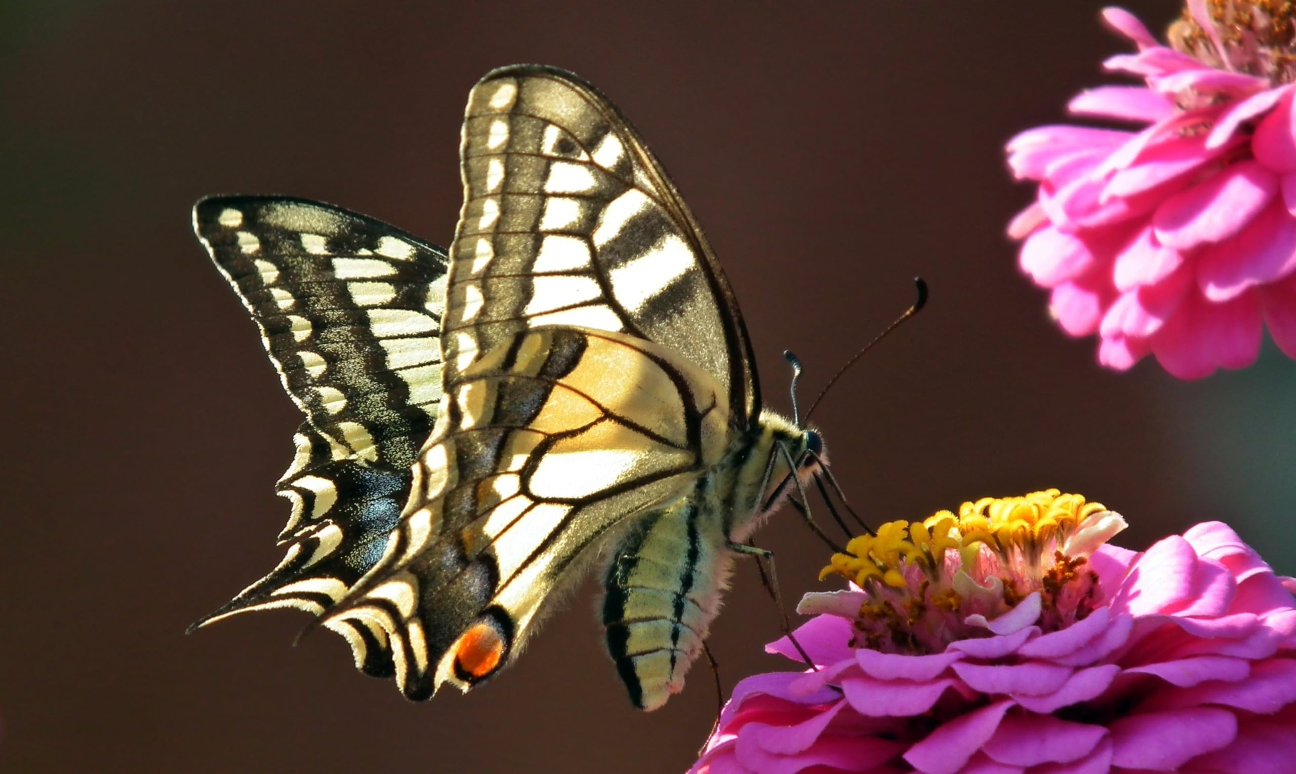 Zinnie (Zinnia elegans) ´Riesen-Mischung´ Samen. Schmetterlings Magnet (20000 Samen = 108,0g)