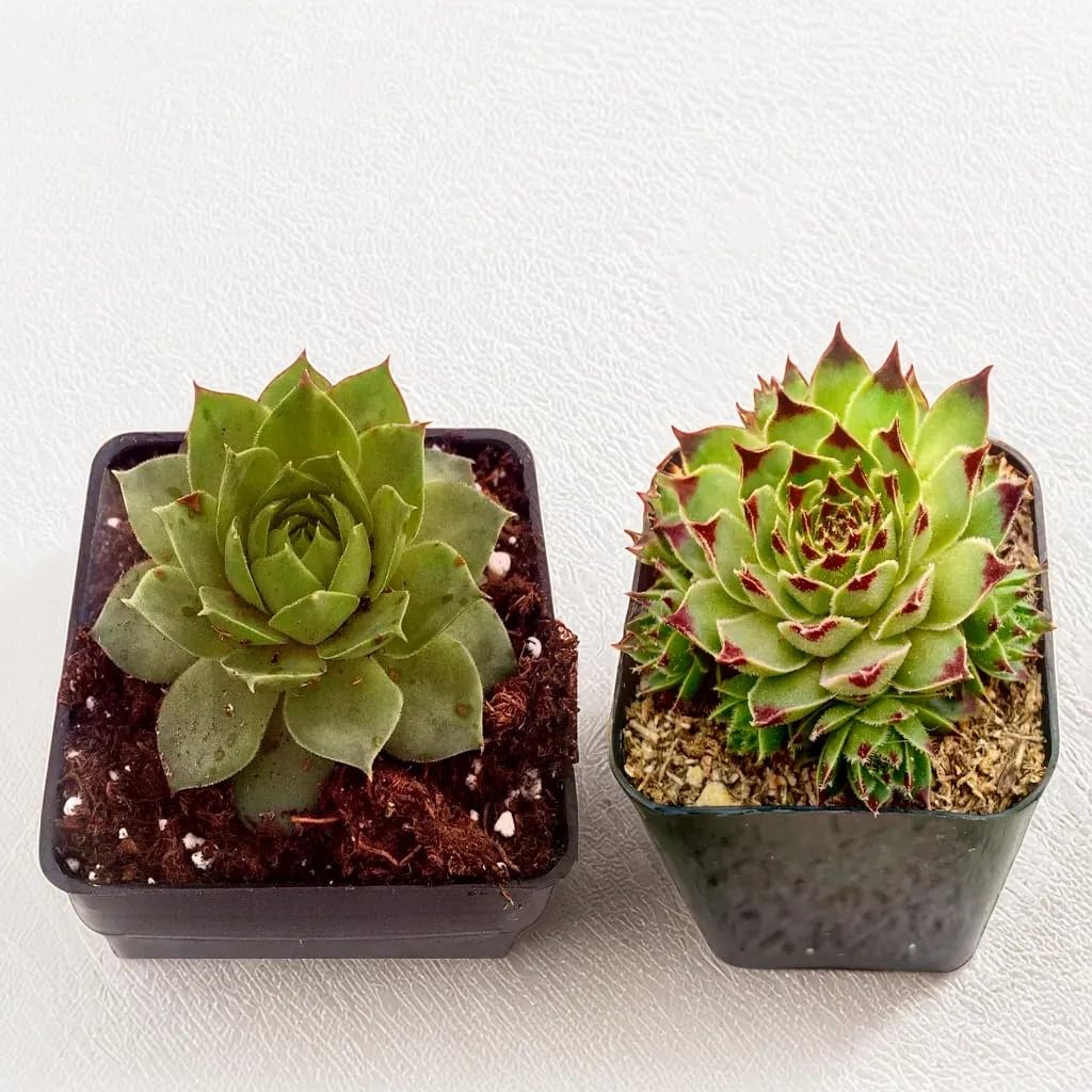 Plant orbit Bare Rooted Plants Lakshmi Kamal and Variegated Lakshmi Kamal | Live Plants Set of 2 (B0D91W1TP8) Amazon Price History, Amazon Price Tracker