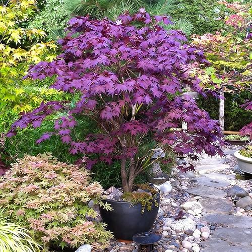 Bonsai Purple Maple Seeds