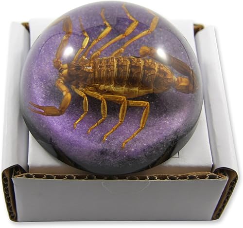 Miniatura 2 de REALBUG 2 1/2 x 1 1/4" Golden Scorpion Dome Pisapapeles Púrpura