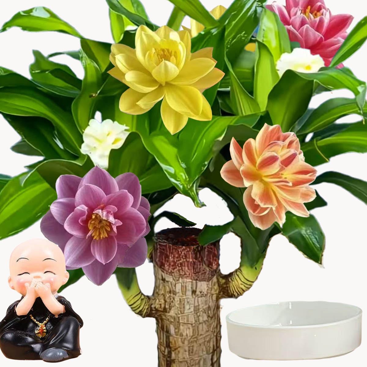 Amazon.com: Brazilian Lucky Wood for Home & Office Decor