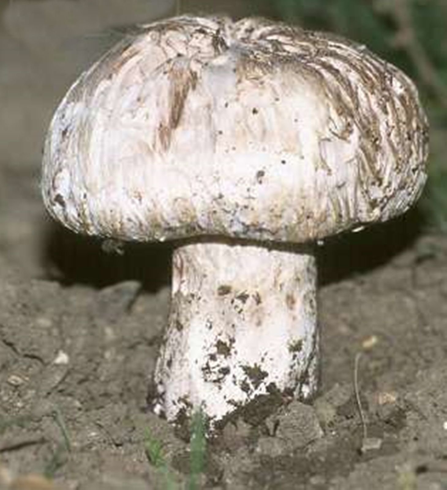 Cavallo Di Funghi Agaricus Maskae Micelio Spore Spawn Semi Essiccati |  Desertcart INDIA