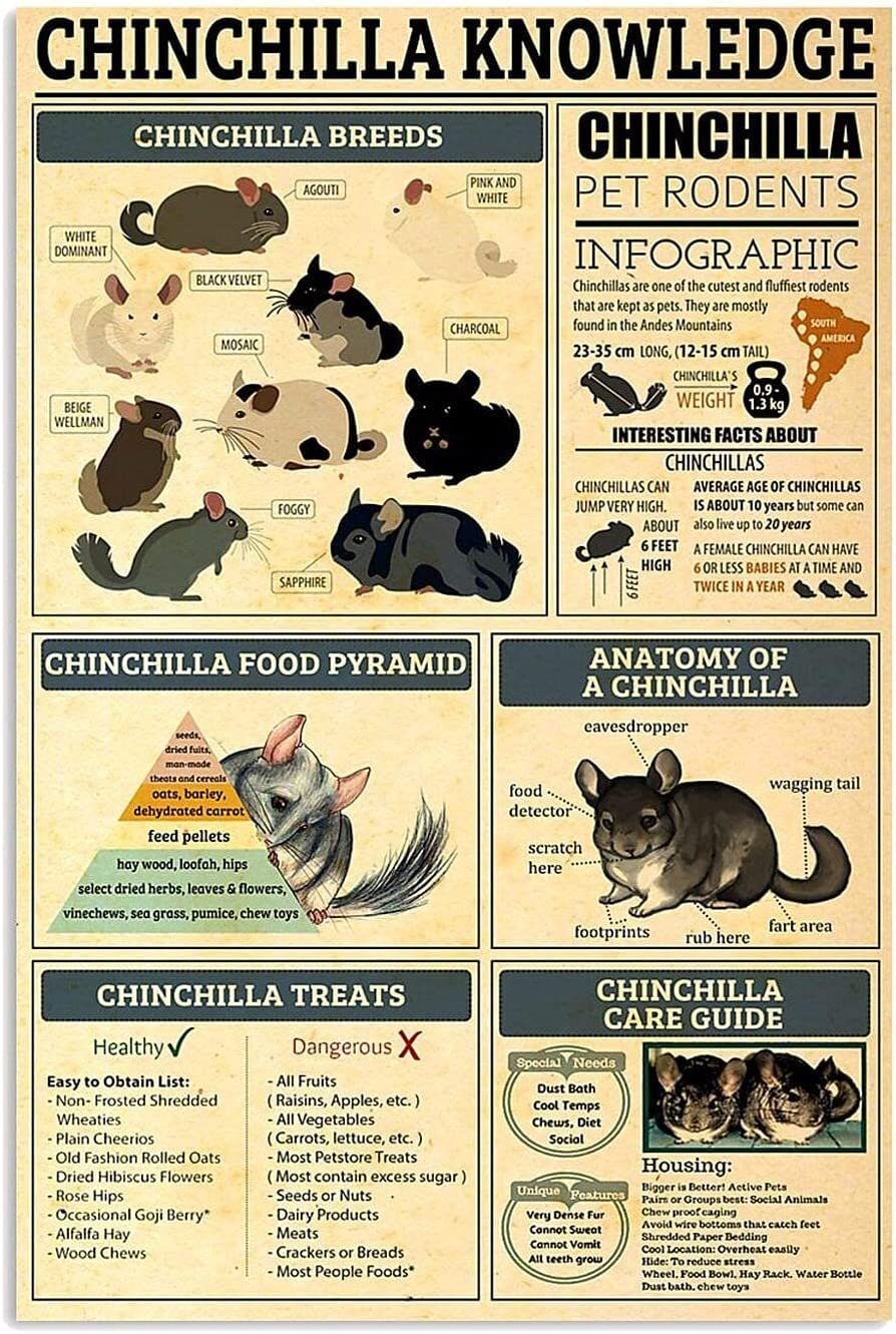 rayprint Metal Signs Chinchilla Knowledge Posters Science Guide Retro Plaque Room Club Farm Wall Decor 12x16Inches