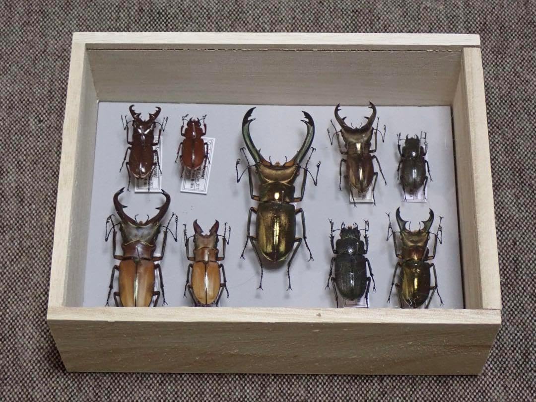 昆虫標本 キクロマトス13頭セット① 【公式通販】