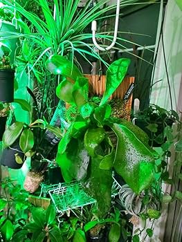 Amazon.co.jp: 杉板 焼板 ビカクシダ コウモリラン ハンギング