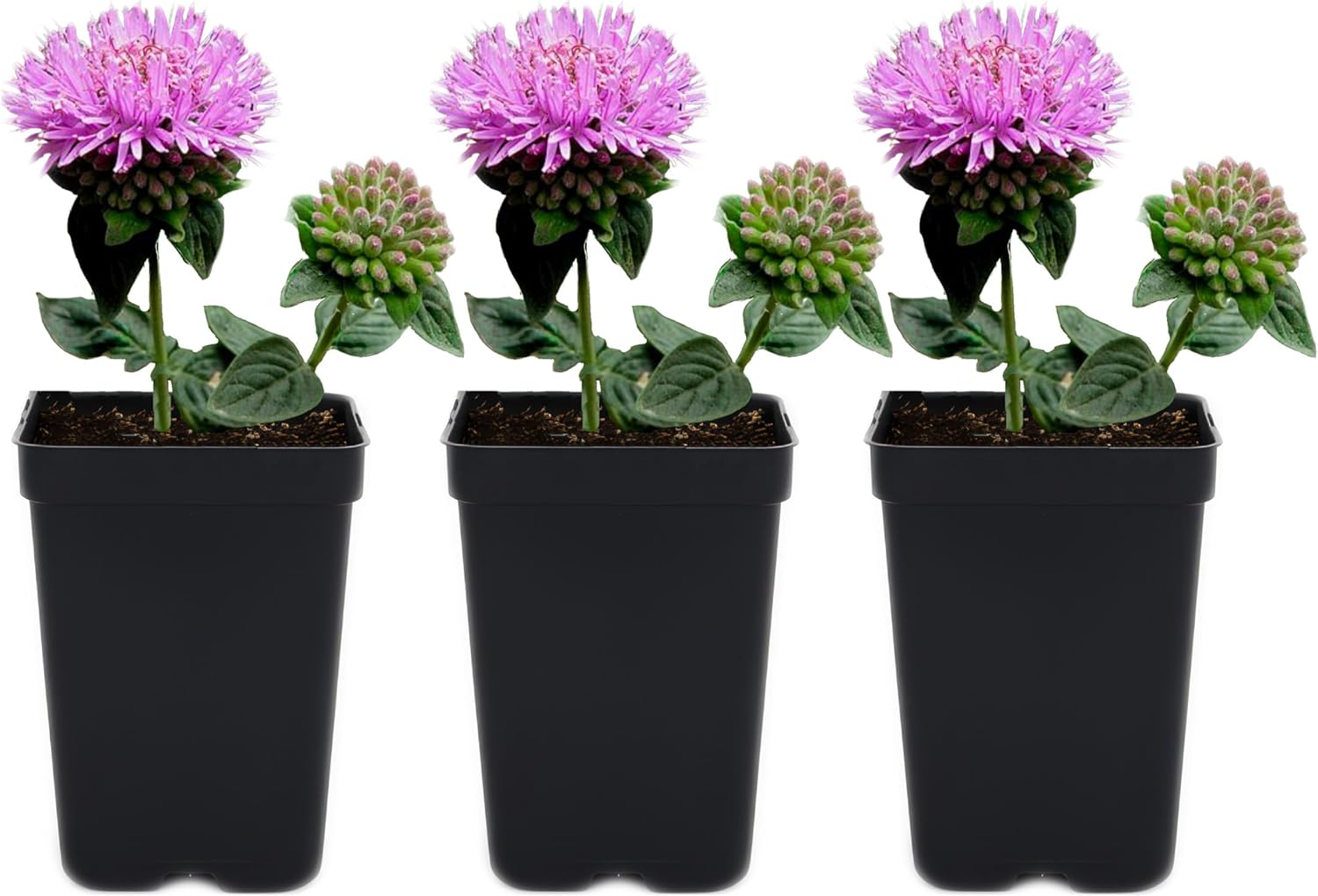 Coyote Mint 3 Live Plants (Monardella villosa) – California Native Wildflower for Outdoor Gardens, Drought Tolerant Pollinator Friendly Landscaping