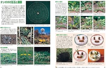 那須の植物誌　続編　2冊セット 【保育社】 増補改訂版・植物 (ニューワイド学研の図鑑2) | 大場達之 |本