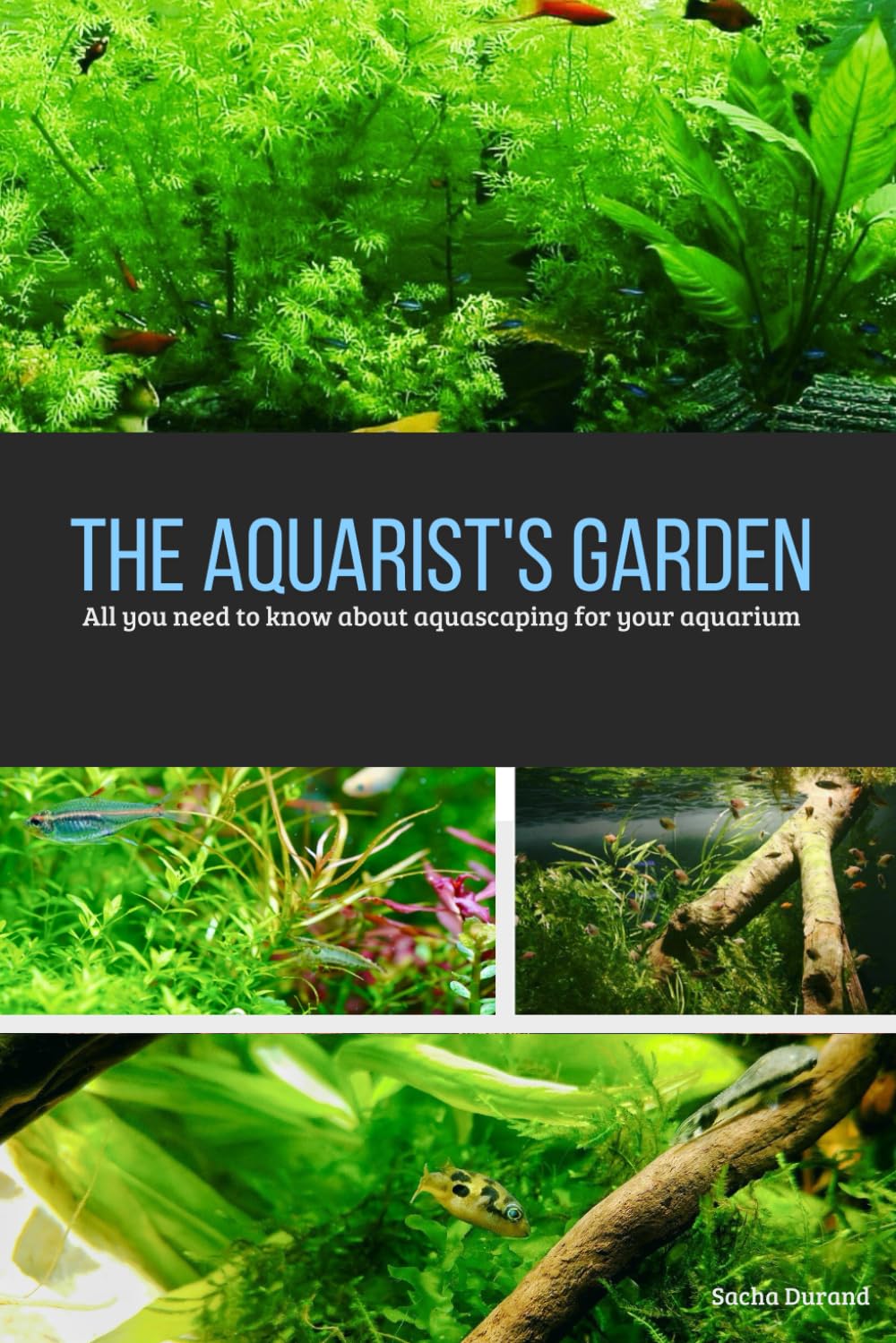 The aquarist's garden: All you need to know about aquascaping FOR your aquarium