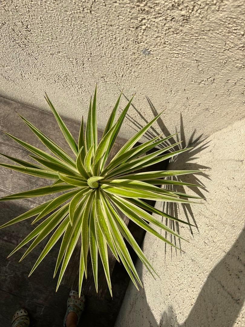 ユッカアロイフォリア︎バリエガータ︎斑入り︎ 希少︎発根済み ユッカ