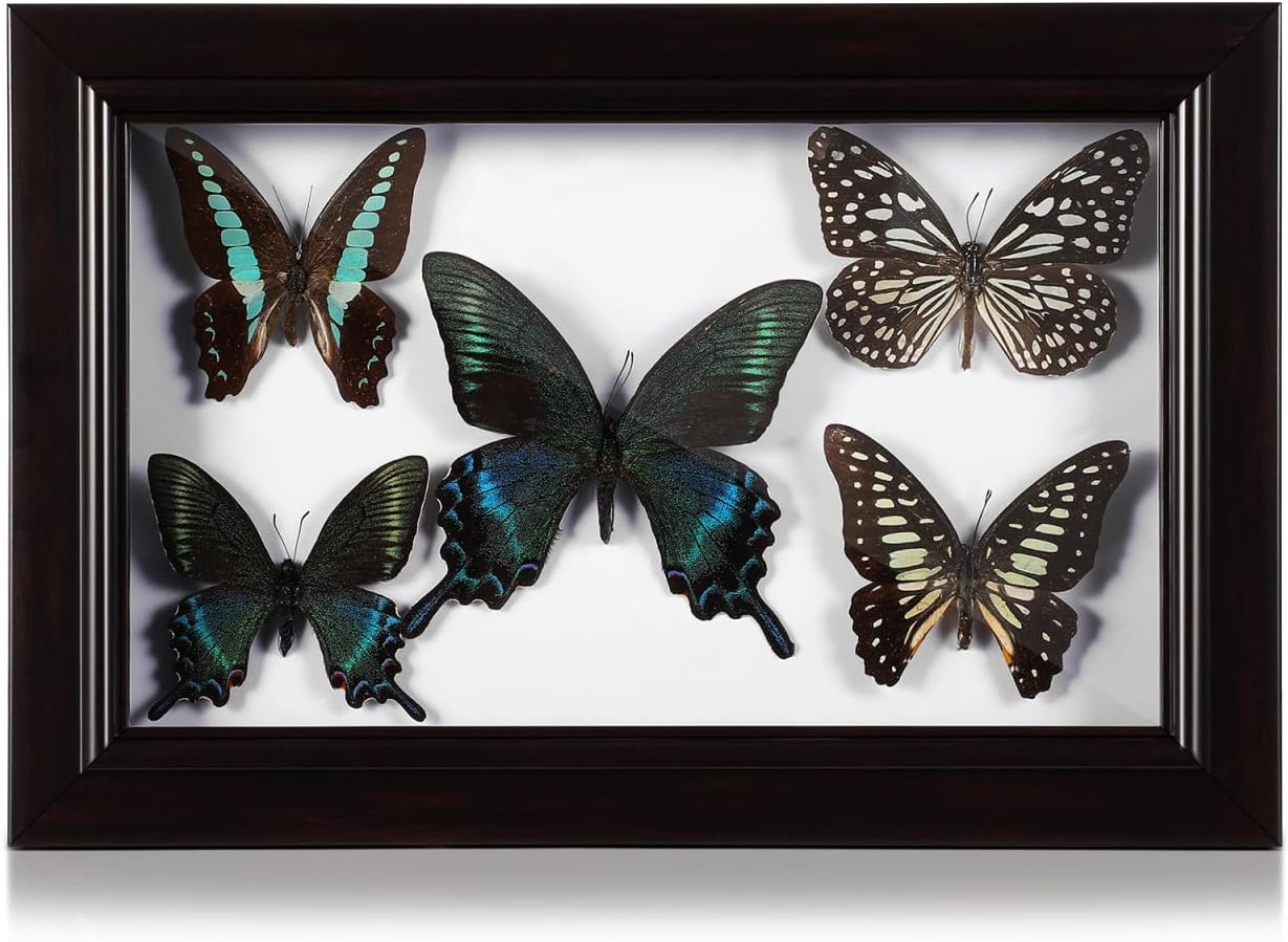 Abaodam Real Butterfly Framed Wooden Shadow Box Picture Frame with Butterfly Taxidermy Specimen Display Box Framed Wall Art Decoration Home Decor for Bedroom Living Room Picture Frame