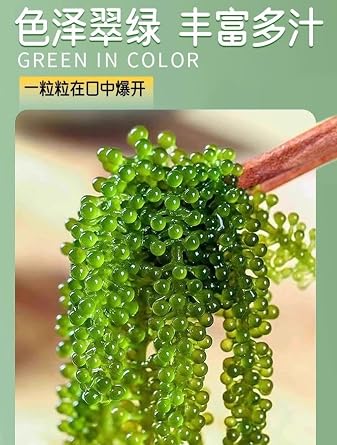 Instant Sea Grapes, Delicious Seaweed Snacks (100g/bag), Seaweed Salad, Healthy Cold Dishes, Kimchi, Casual Snacks, Nutritious Sea Grapes (3 Bags)