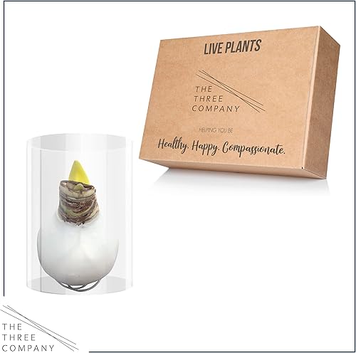 Miniatura 5 de Bombilla de amarilis encerada - Blanco - Fácil cuidado - No necesita riego! Hermosa decoración navideña