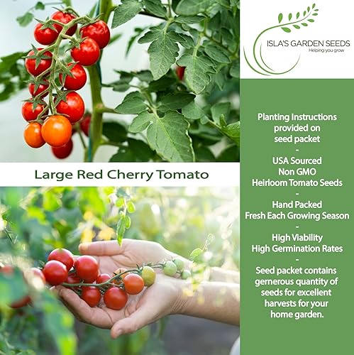 Miniatura 2 de Semillas de tomate cereza roja grandes (Solanum lycopersicum)  Más de 500 herencia sin OMG, de Isla's Garden Seeds, tomates cherry dulces de alto