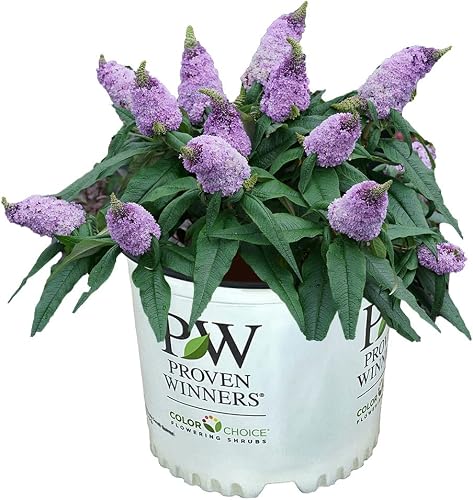 Proven Winners Pugster Butterfly Bush