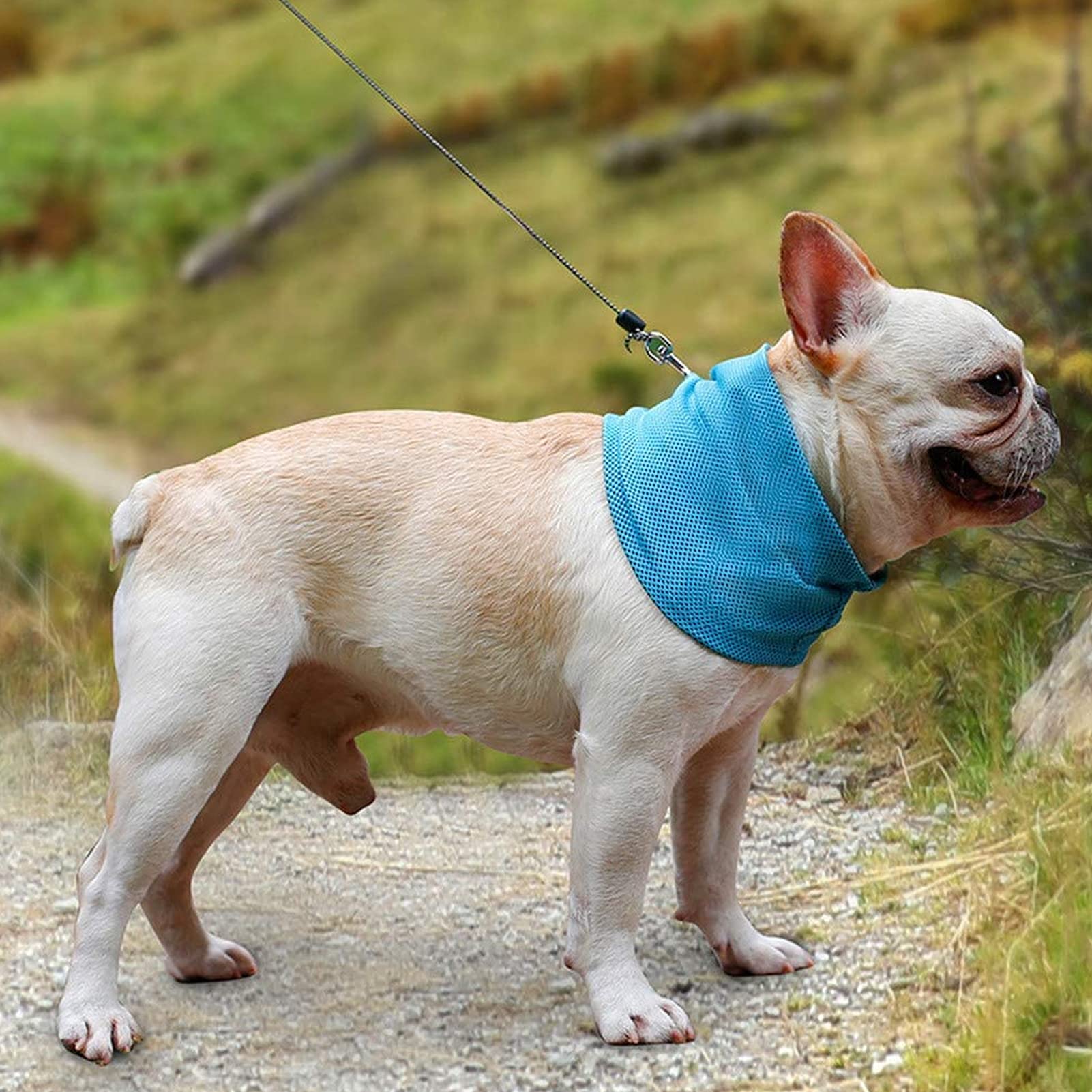 Bandana Raffreddamento per Cani Collare Rinfrescante Blu L