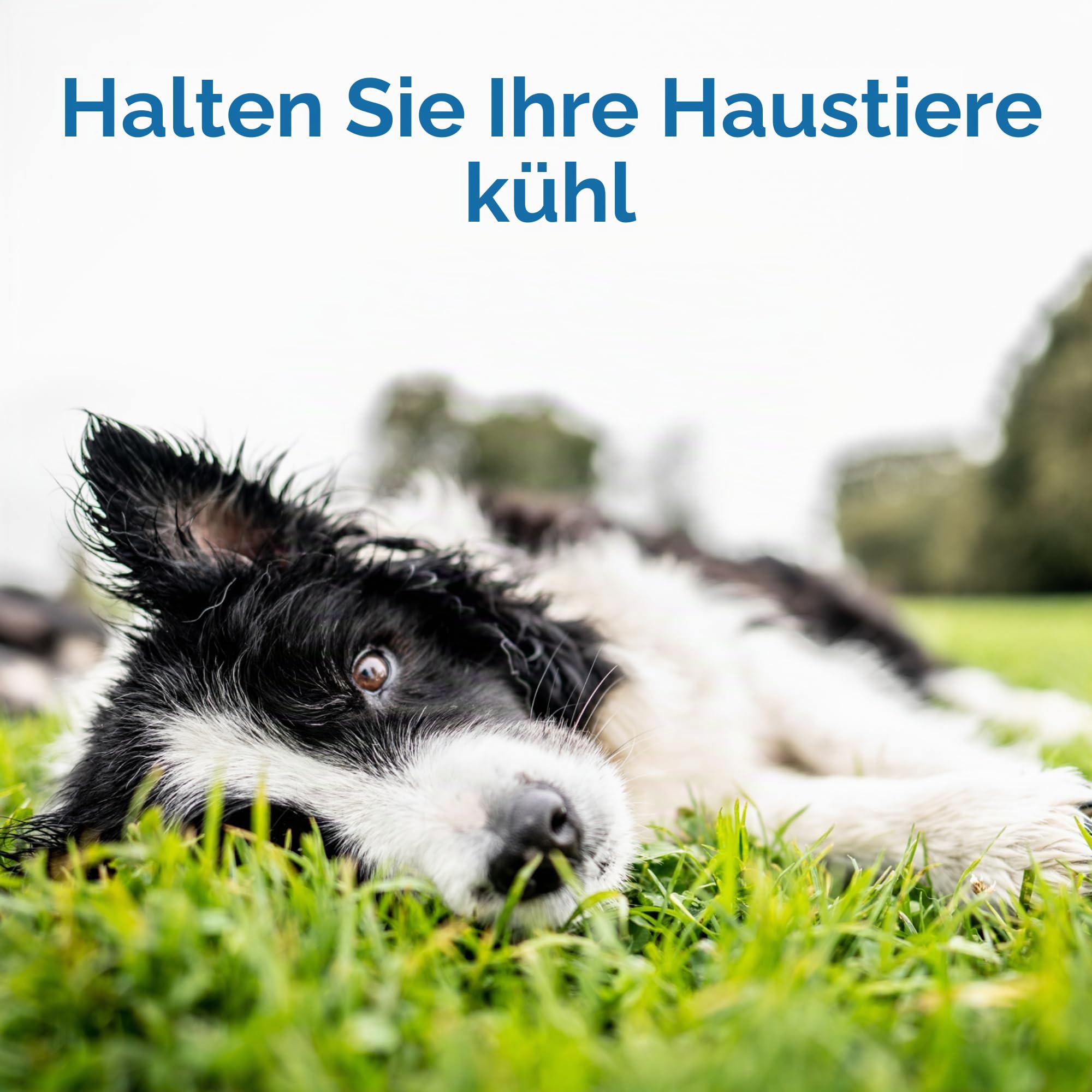 TheGreenPetShop CBROSEY Katzen