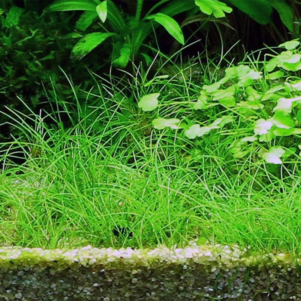 Eleocharis acicularis in Vasetto – Pianta Tappezzante per Acquario Dolce | Singola o Tris | Ideale per Primo Piano (Tris, 3, unità)