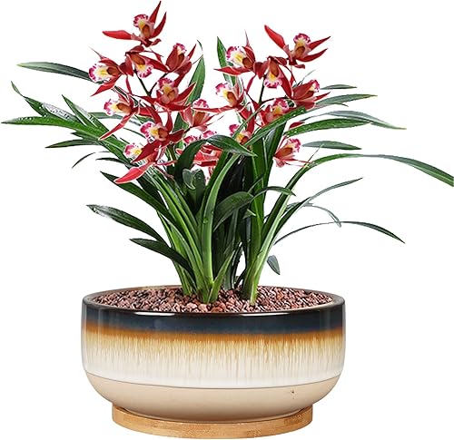 Miniatura 6 de Maceta grande de cerámica para suculentas de 8 pulgadas con orificio de drenaje y platillo, maceta poco profunda marrón para plantas de interior