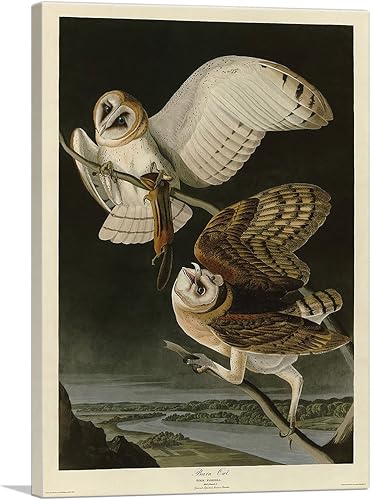 ARTCANVAS John James Audubon - Póster de lienzo con marco estirado, diseño de búho granero, decoración de pared giclée, 26 x 18 pulgadas (0.75