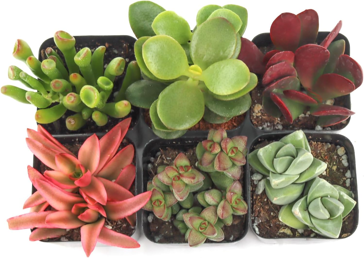 Mountain Crest Gardens Crassula Succulent Variety Pack - 6 Live Jade-Type Plants in 2 Inch Pots - Indoor/Outdoor Real Succulents for Containers, Displays, and Gifts
