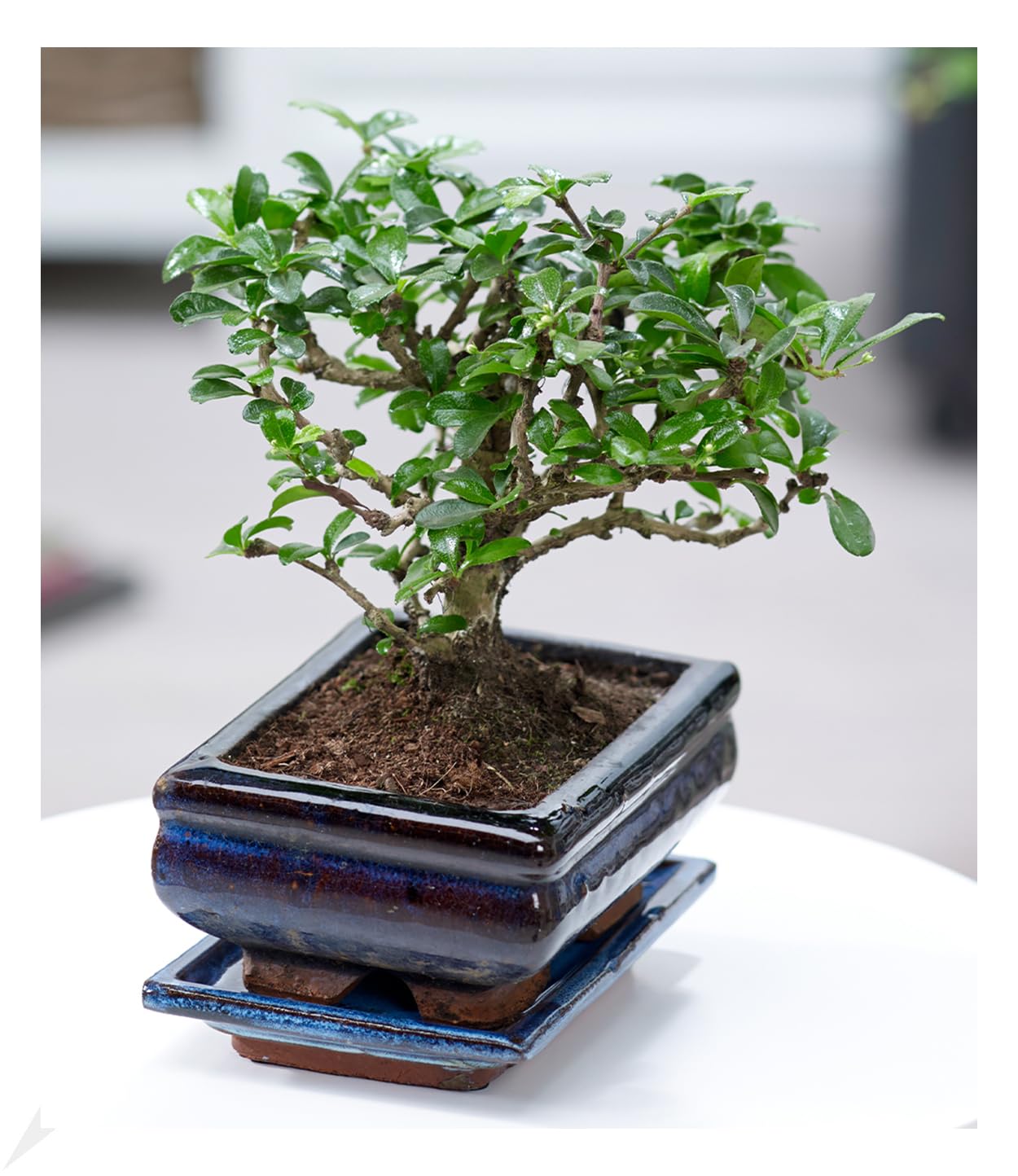 BALDUR Garten Bonsai Carmona Fukientee mit Schale, 1 Pflanze, Zimmer Bonsai  Zimmerpflanze, Grnpflanze, mehrjhrig - frostfrei halten, Bonsai Carmona  microphylla : Amazon.de: Garten
