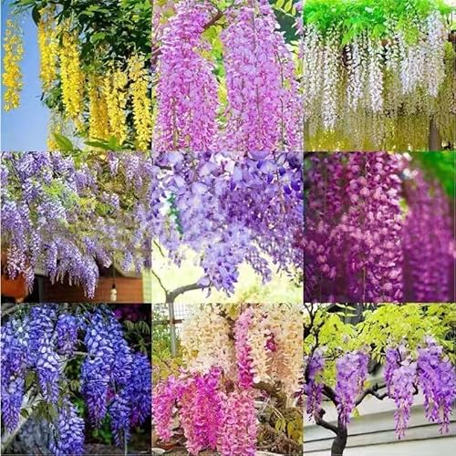 Wisteria Seeds 50 Mixed Colors for Garden & Pergola