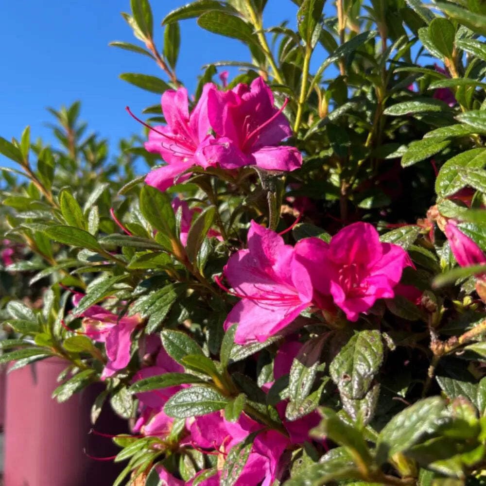 Azalea Encore Autumn Amethyst, 3 Gallon, Compact Reblooming Evergreen Shrub, Purple Flowers, Part Sun