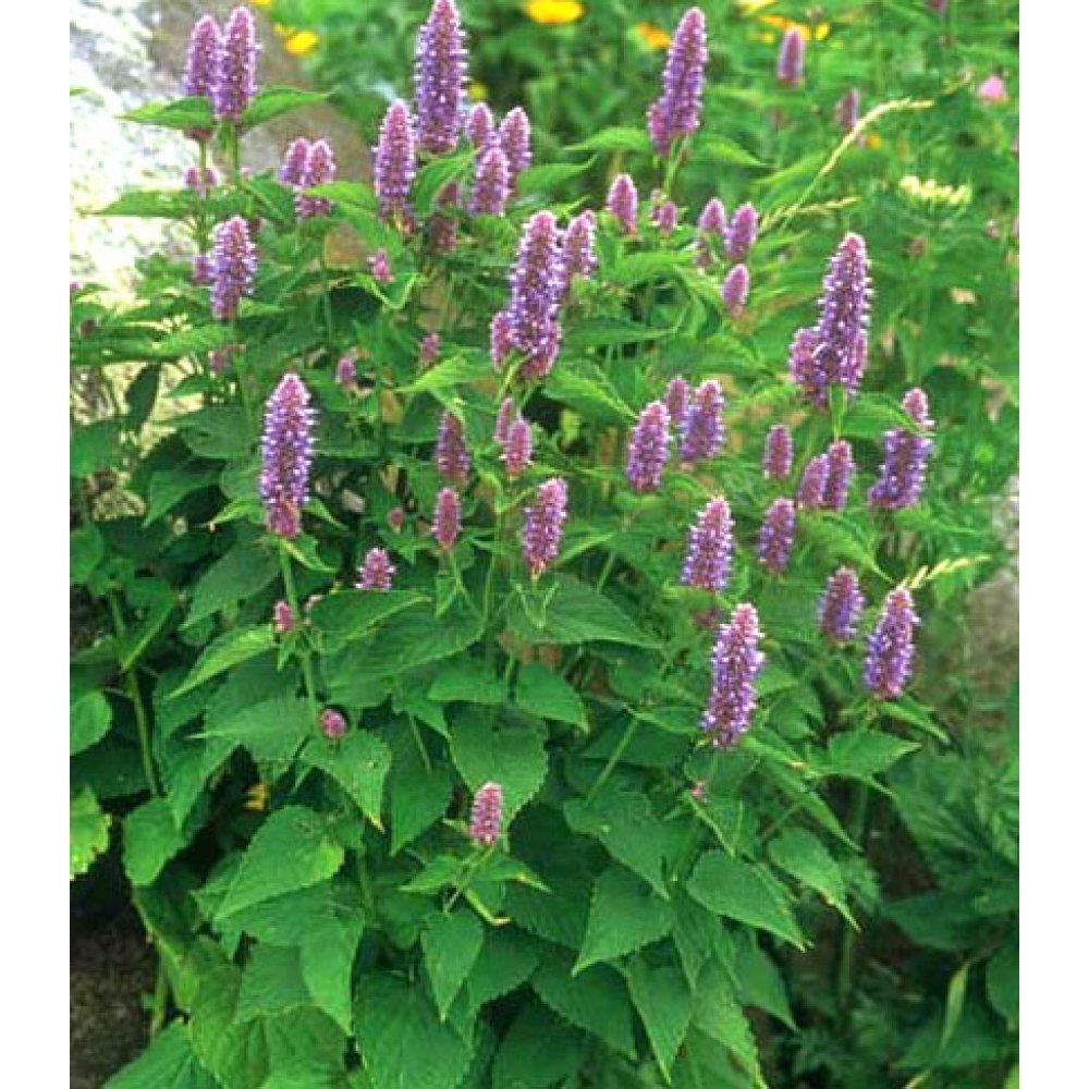 PREMIER SEEDS DIRECT - Herb - Lavender Hyssop - 110 seeds