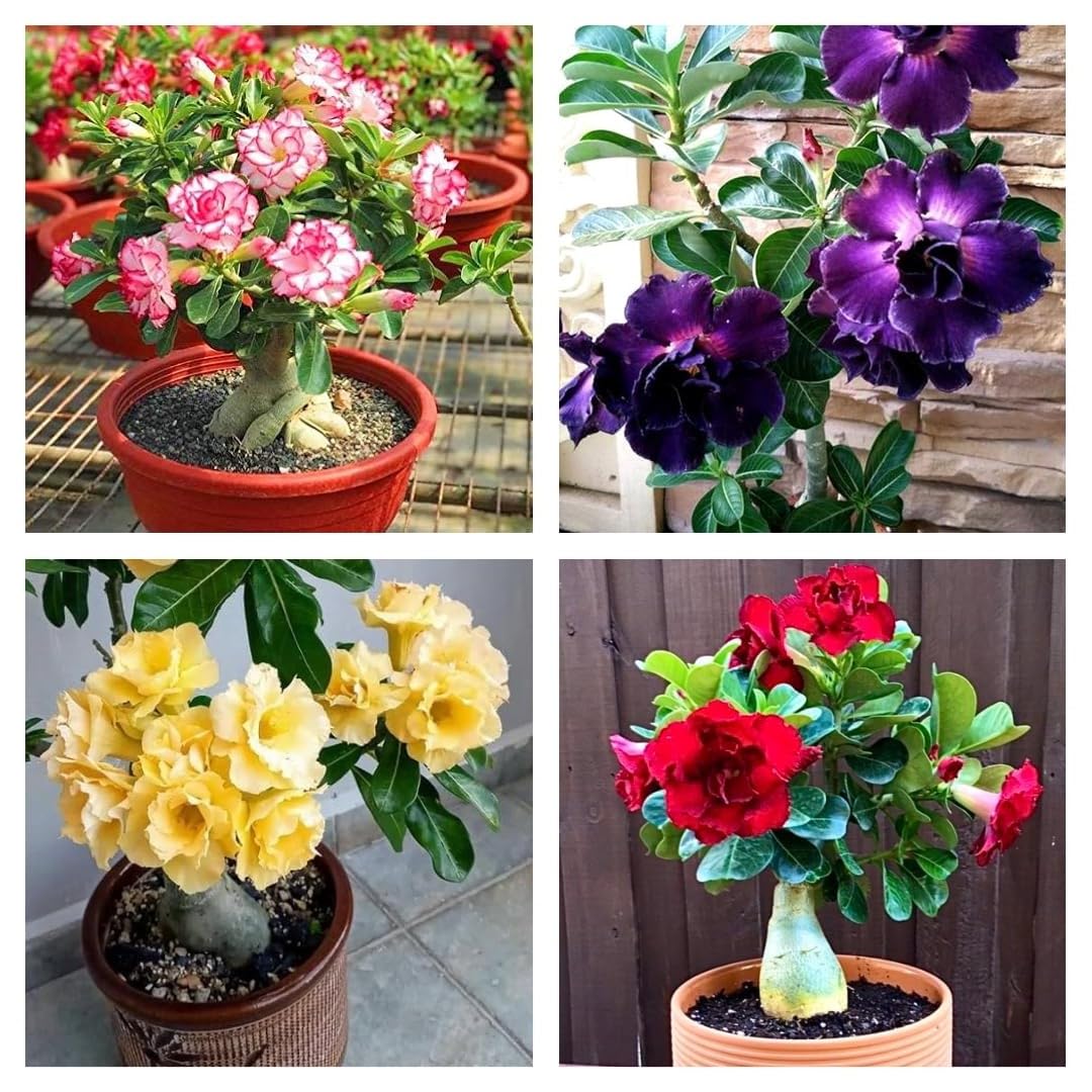 Guruji plantion Combo Pack of 4, Adenium (Rosy Variety) Live Flower Plants, Healthy Decorative Flowering Plants for Garden, Rare (B0D7TVHLJP) Amazon Price History, Amazon Price Tracker