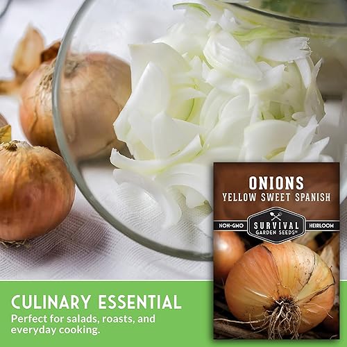 Miniatura 5 de Semilla de cebolla española dulce amarilla para plantar, 1 paquete con instrucciones para plantar y cultivar cebollas de día largo en el huerto de