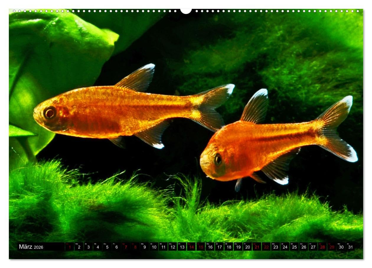 Beliebte Fische der Welt (hochwertiger Premium Wandkalender 2026 DIN A2 quer), Kunstdruck in Hochglanz: Aquaristik - Farbenprächtige Süßwasserfische