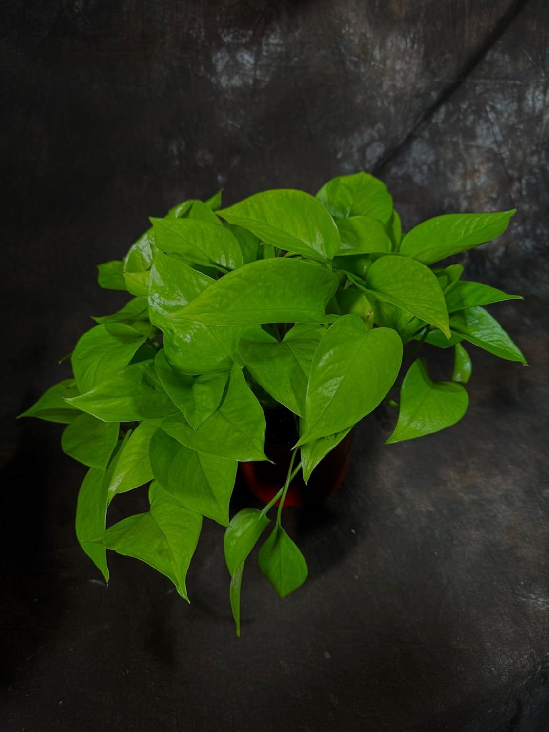 PLANTVERS Neon Pothos in a 6" Nursey Pot - Vibrant Lime Green Vining Plant - Air-Purifying Houseplant - Easy-Care Indoor Plant - Low Light Plant - Low Maintenance & Perfect for Indoor Garden & Office