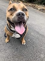 Vista 3 de Loveshine Collar de cadena para perro, collar de cadena de metal de acero inoxidable resistente para perros medianos (0.59 pulgadas, 22 pulgadas)