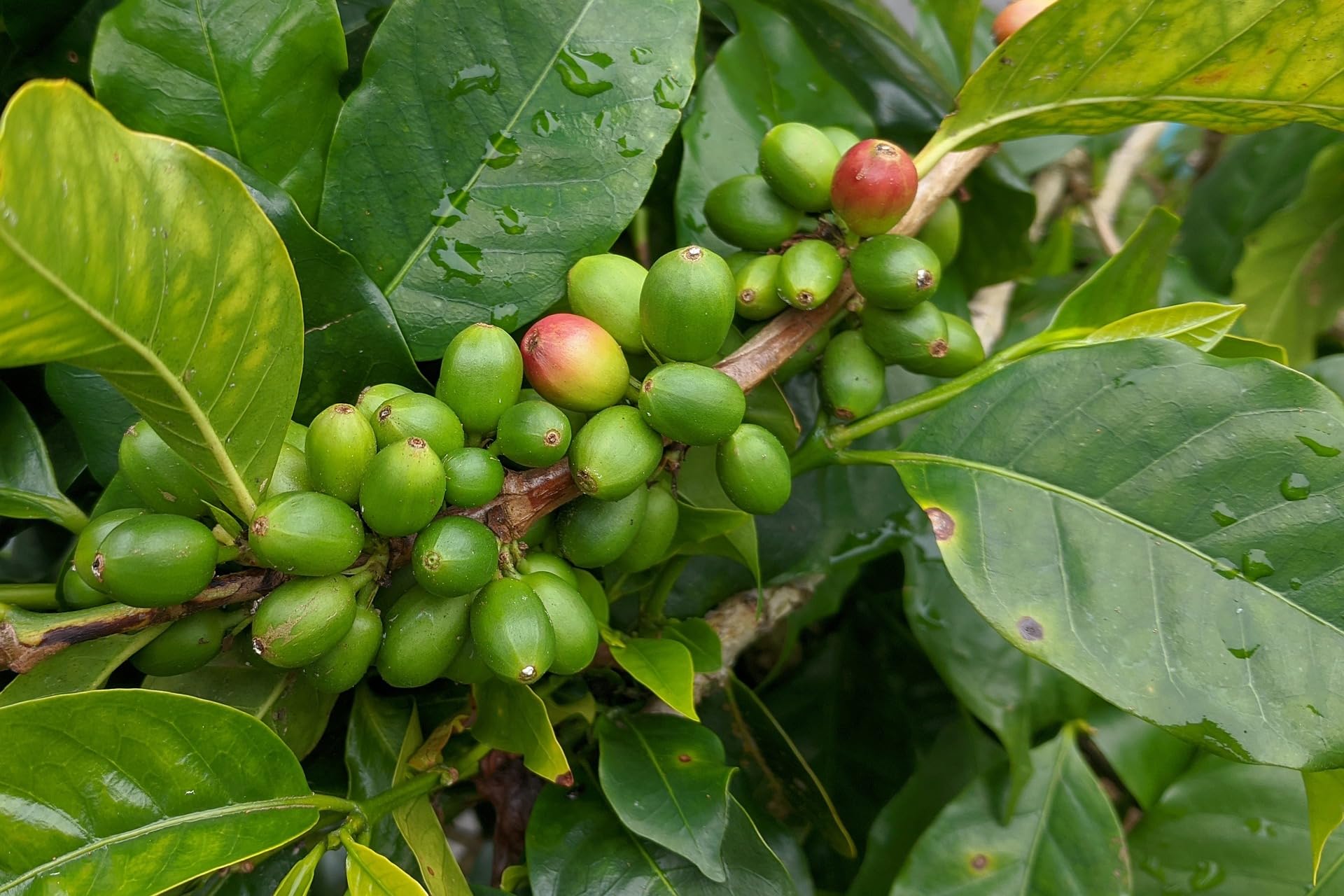 Chicco Espresso Premium Probierpaket groß 3kg ganze Kaffee Bohnen Urubamba Sumatera Horizonte