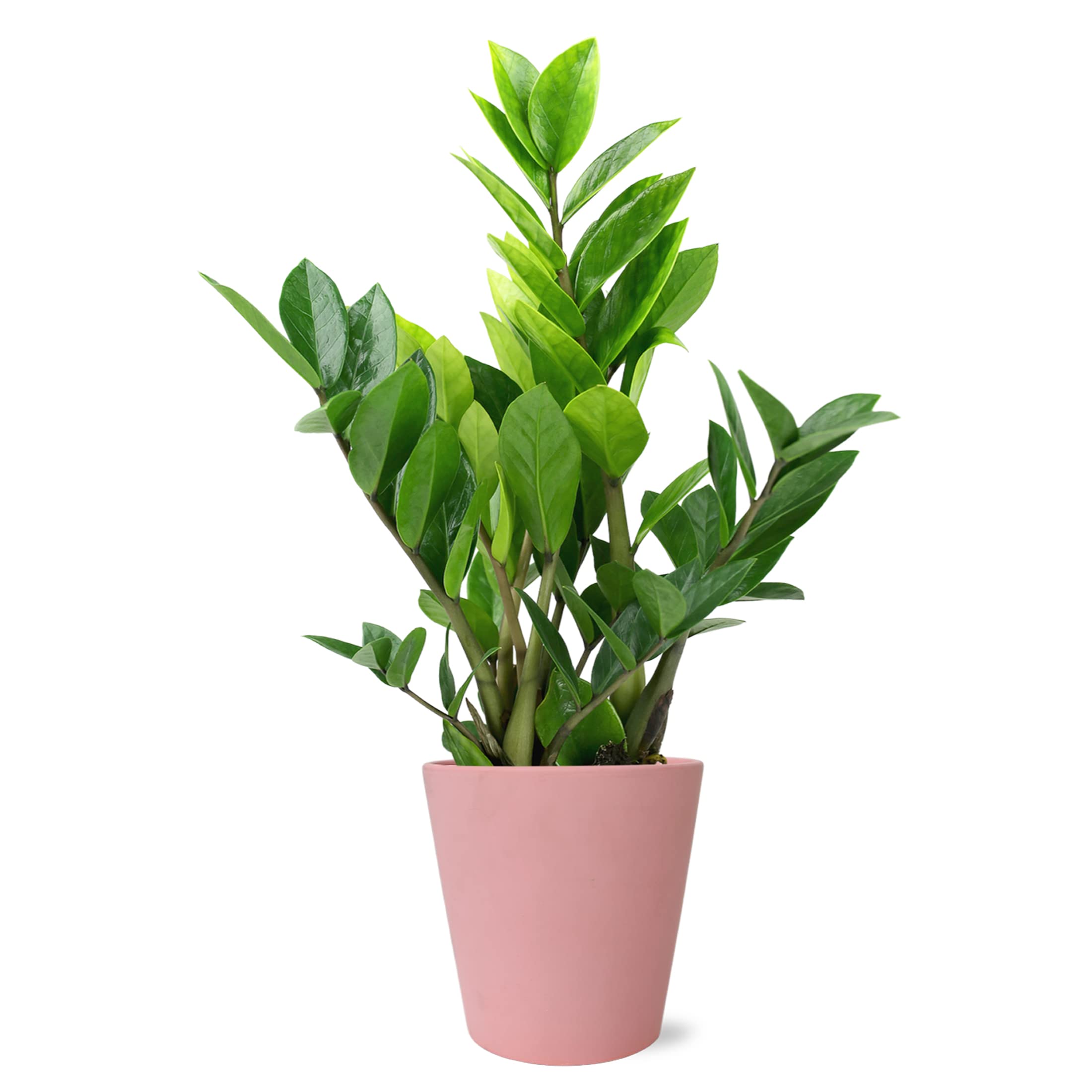 Amazon.com : Wild Interiors WA5064 Zz Plant in Matte Pink Ceramic
