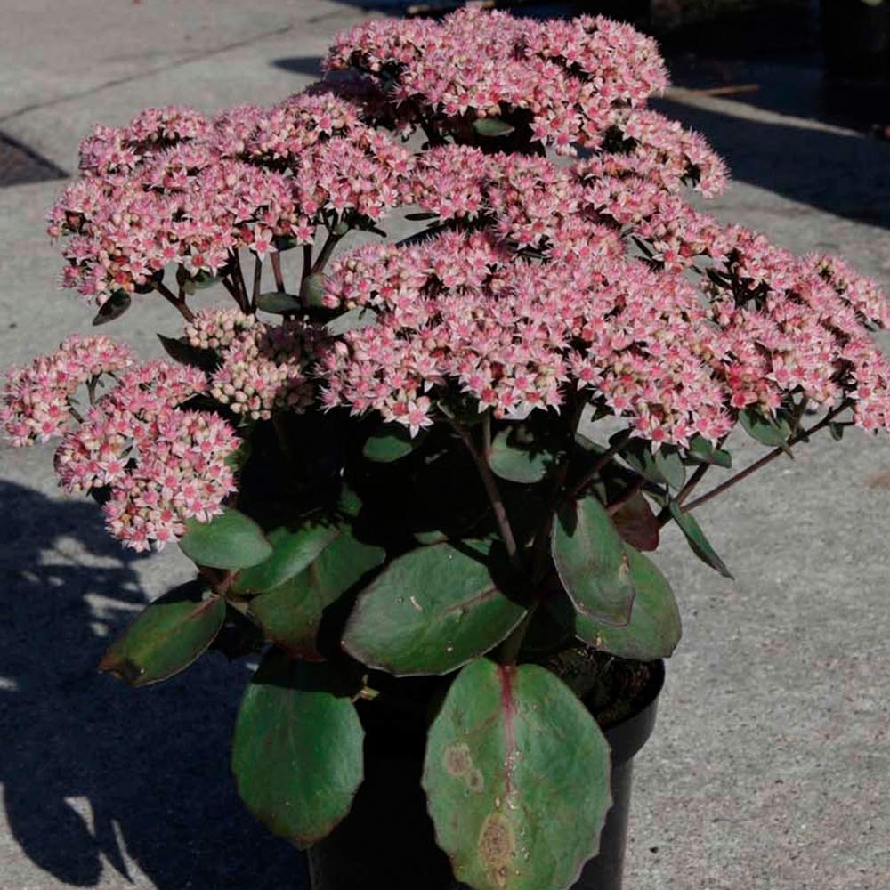 Perennial Succulent Garden Plant Sedum, Drought Tolerant with Pink Flowers in Late Summer, Bees and Butterflies, 1 x Sedum (Hylotelephium) Matrona Plant in a 3.5 Litre Pot by Thompson & Morgan