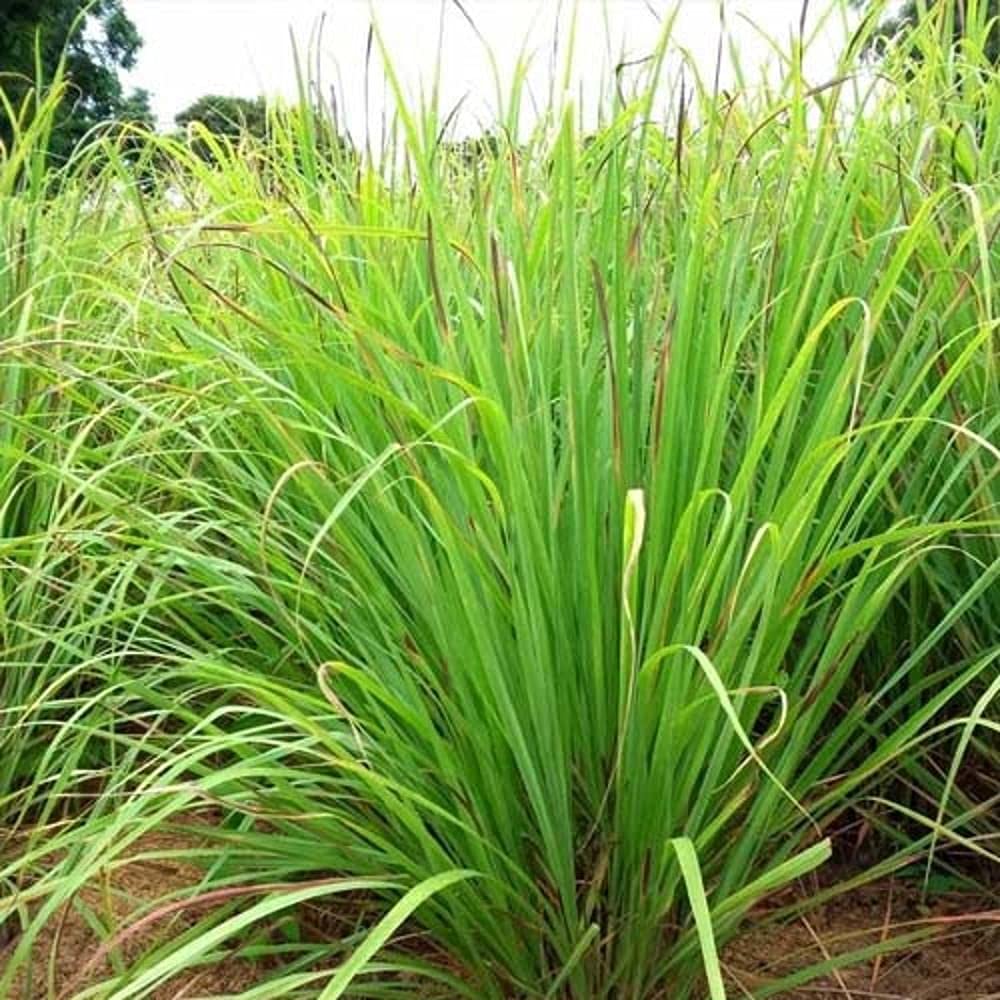 LIVE GREEN Herb Seeds | Lemon Grass Medicinal Plant Seeds For Planting in Home Garden (100 Seeds Pack)-picture-40