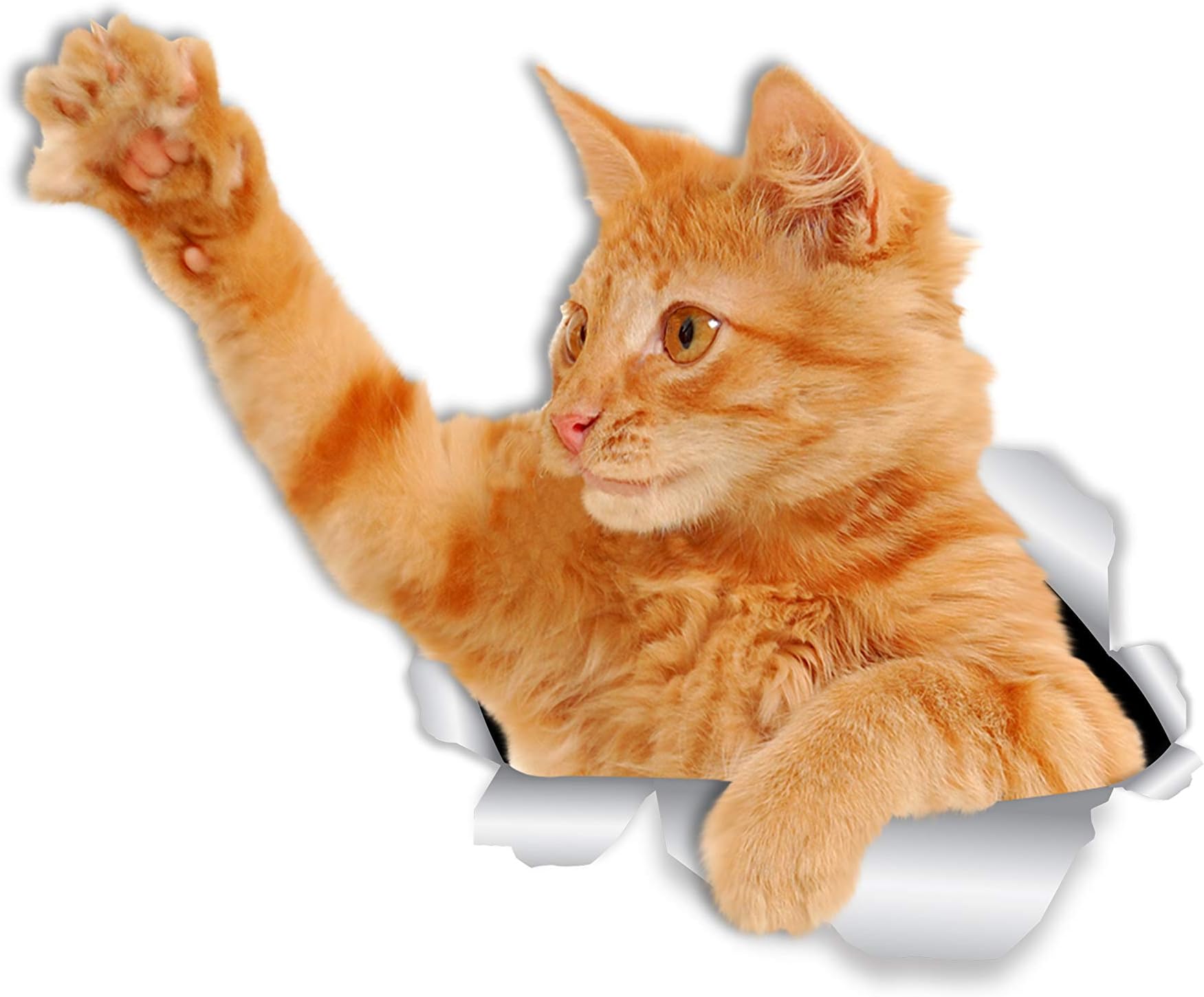 Winston & BearPlaying Orange Cat Wall Decals - 2 Pack - Ginger Cat Toilet Sticker - 3D Car Window and Bumper Sticker - Retail Packaged Lover Gifts