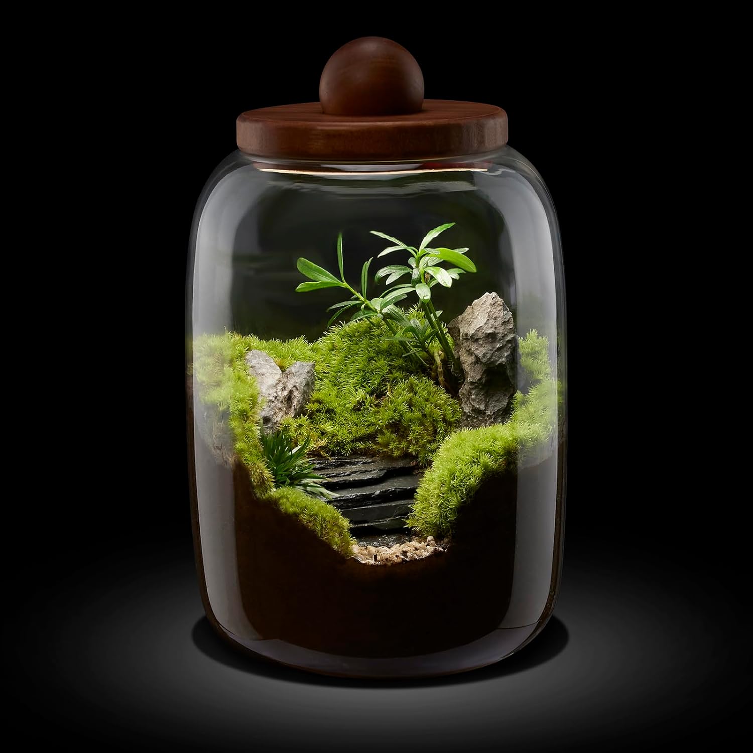 Desktop Glass Terrarium with Time-Controlled Grow Light, H 8.6IN x D 6.3IN Plant Propagation Station and Air Planter for Office and Home