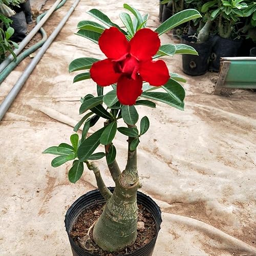 Miniatura 2 de 10 semillas de rosa del desierto, adenium, obesum, bonsai, colores mixtos