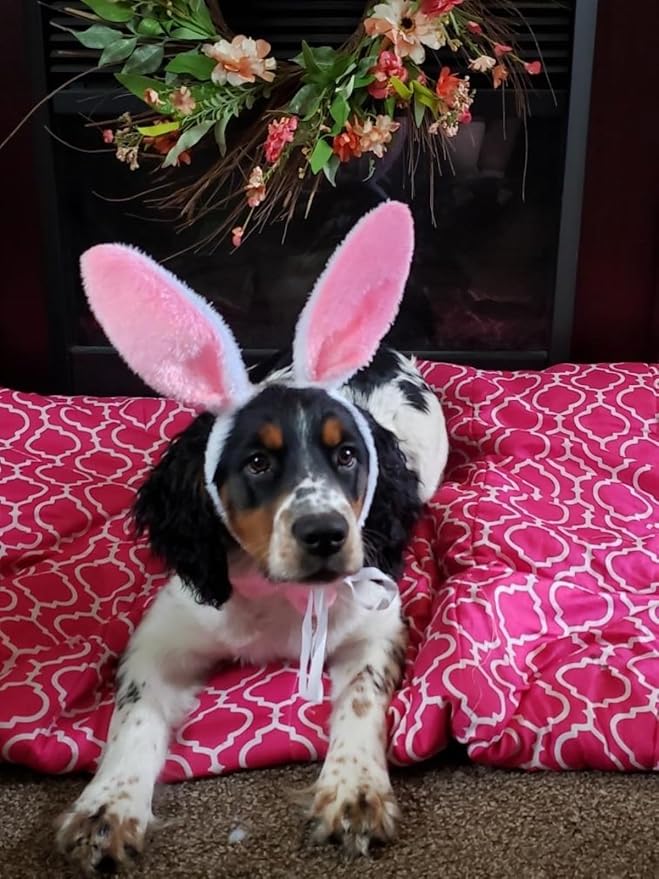 Disfraz de Conejo para Perro con Orejas y Corbata, Talla L miniatura 6