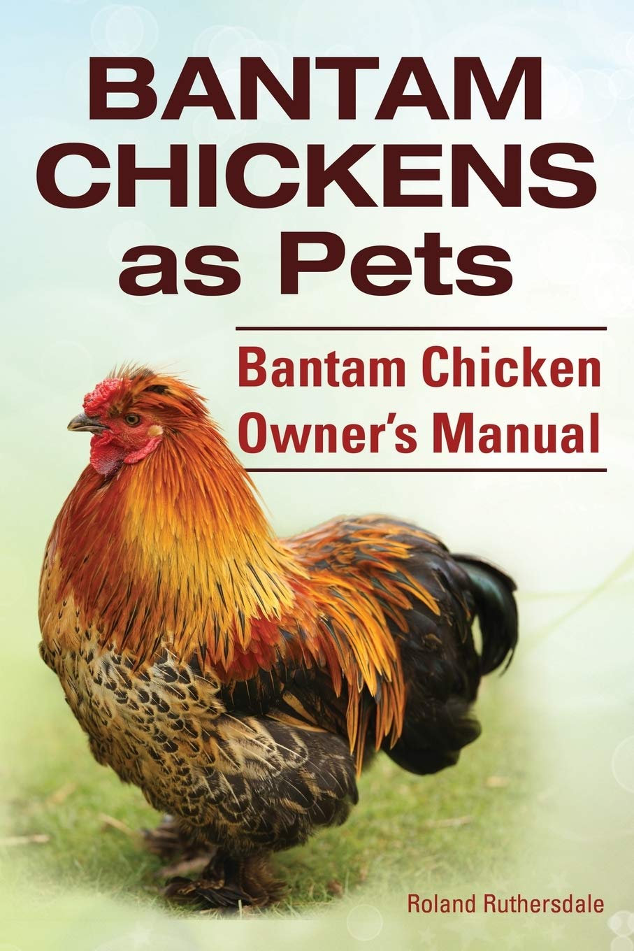 Bantam Chickens. Bantam Chickens as Pets. Bantam Chicken Owner's