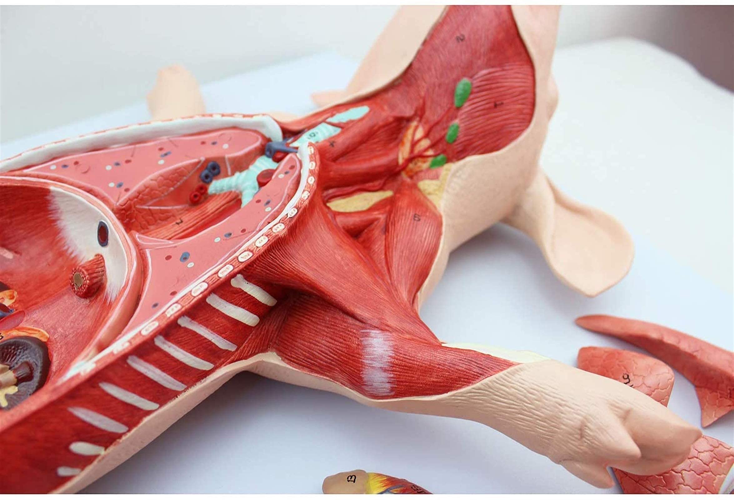 Modello Anatomico Maiale 4D - 19 Organi Staccabili, Dimensioni 15.6x8.8 Cm, Materiale Atossico, Per Studio E Didattica