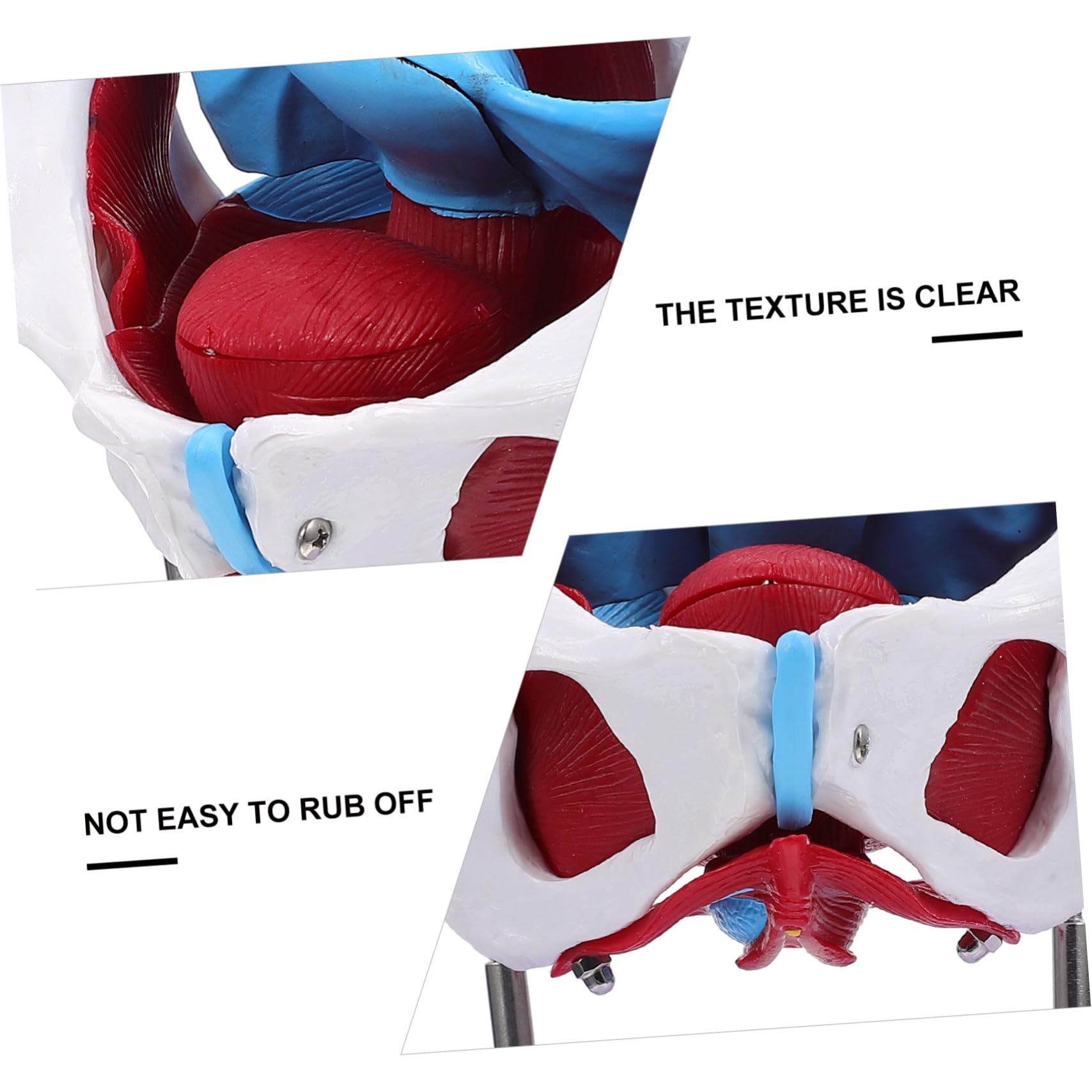 HEALLILY Modello Anatomico Pelvico Femminile in PVC Facile da Usare Design Portatile per Insegnamento e Scuole di Studio Sanitario