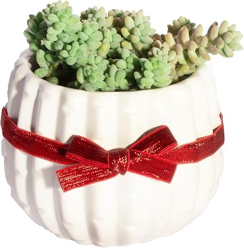 Miniatura 3 de Shop Succulents Colección del día de San Valentín  Suculenta rara cadena de corazones Ceropegia Woodiii suculenta colgante en interiores y