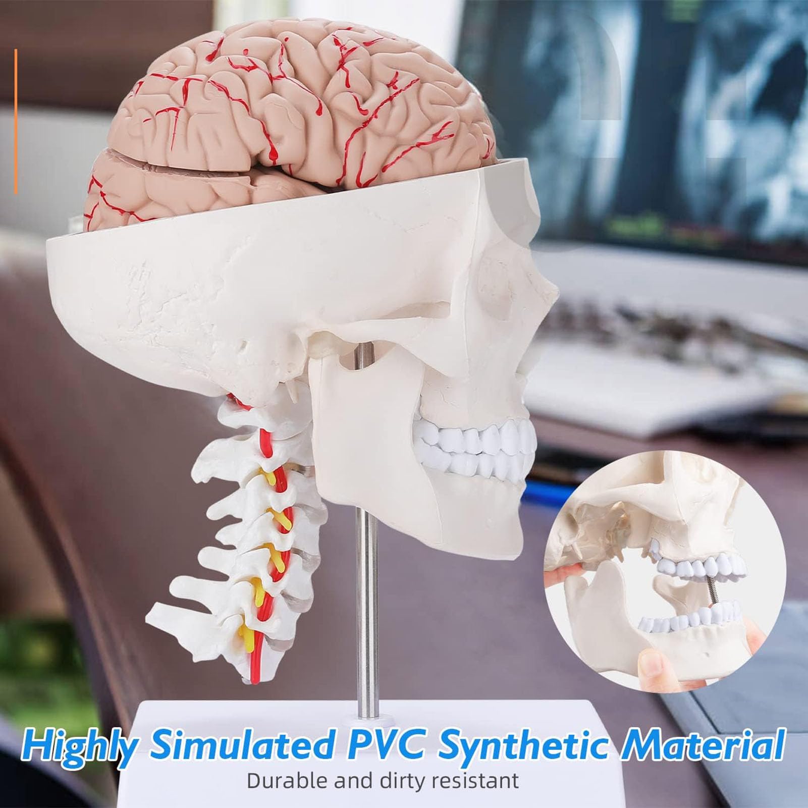 Genérico Cráneo Humano y Modelo de la anatomía del Cerebro, de tamaño Natural Modelo de Cerebro Humano con vértebra Cervical y la Base para el Aula médica Neurociencia Anatomía Enseñanza