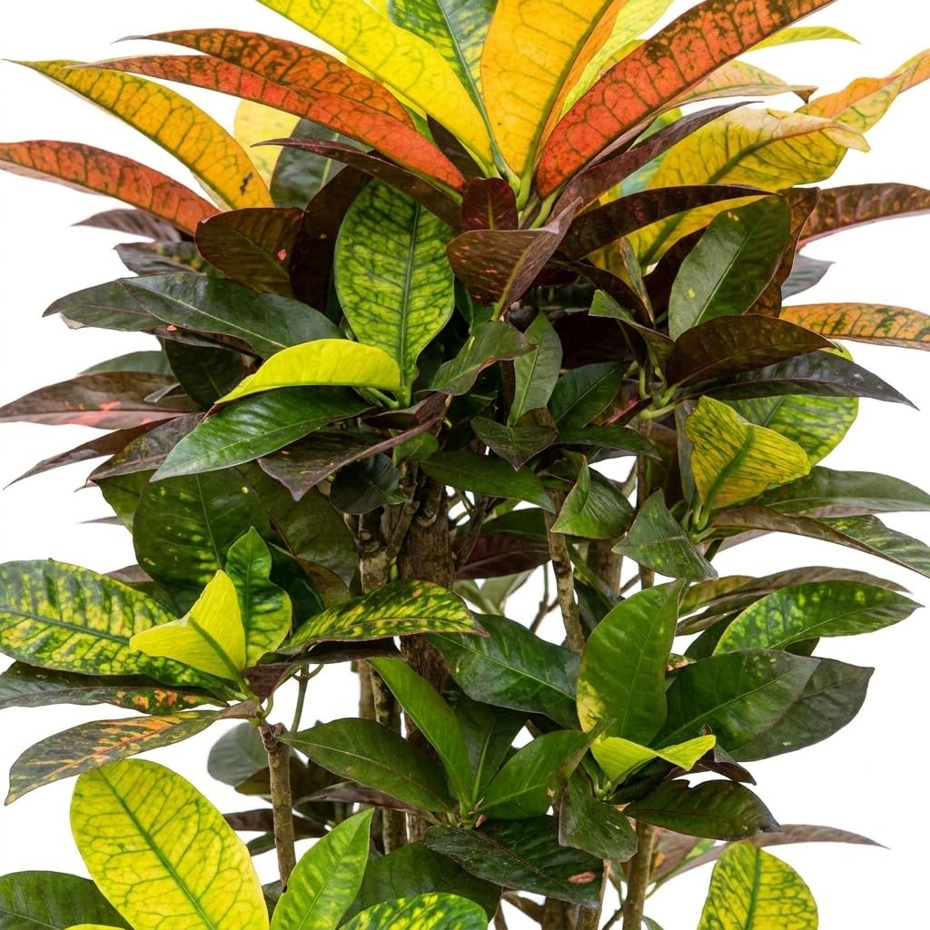 Bloomique – Codiaeum Variegatum Iceton – Kroton – Blattschmuckpflanze – Zimmerpflanze – Panaschierte Blätter in Gelb, Orange und Rot – Luftreinigend – Höhe 70–80 cm – Topf 24 cm
