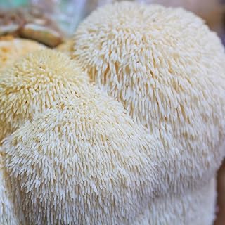 Lions Mane Mushroom Mycelium Plug Spawn - 100 Count Plugs - Grow Edible Gourmet & Medicinal Lion's Mane (Pom Pom) Fungi On Trees & Logs
