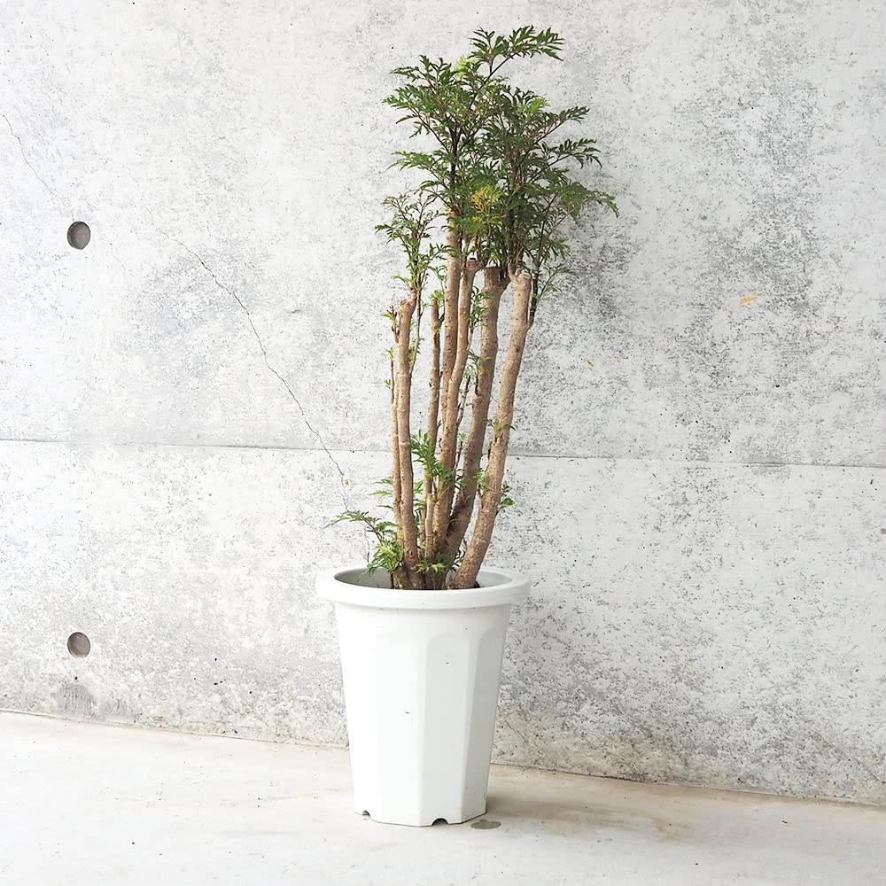 Amazon｜タイワンモミジ 6号鉢【品種で選べる観葉植物/1個売り