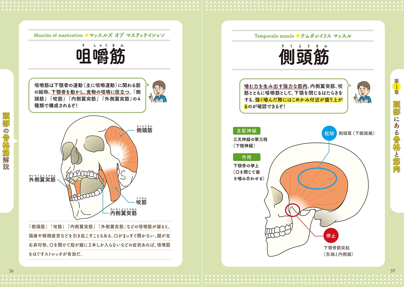 すぐ施術に役立つ イラストと漫画で楽しく覚える 筋肉と骨のしくみマスター 上原 健志 石井 直方 本 通販 Amazon